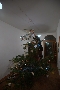 Albero quasi pronto